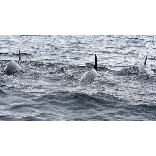 Alaska-Sitka-Sitka Sound killer whales playing in water